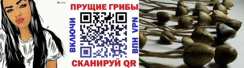 магазин продажи наркотиков  Георгиевск  сайты даркнета какой сайт  Галлюциногенные грибы мицелий 